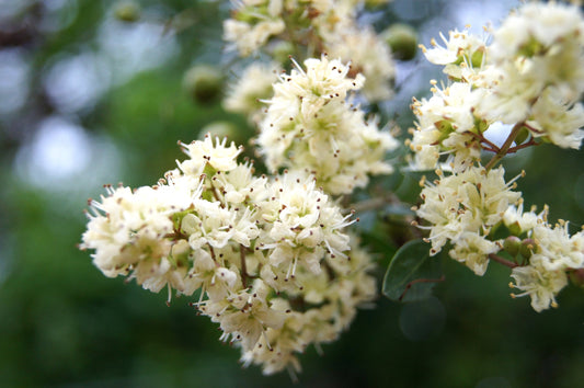 White Flowering Henna Plant Seeds for Planting – Heirloom Non-GMO Garden Seeds