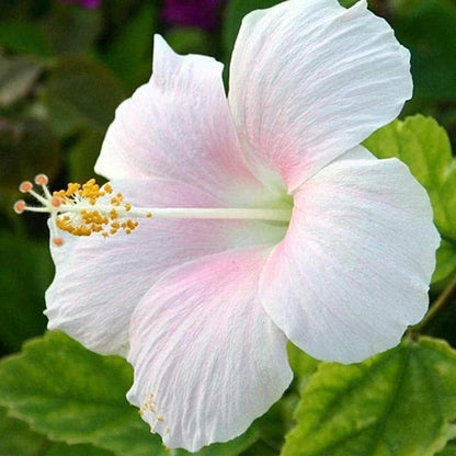White Hibiscus flower seeds