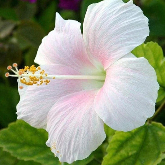White Hibiscus flower seeds