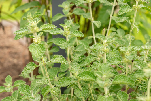 White Horehound Herb Seeds for Planting – Heirloom Non-GMO Garden Seeds