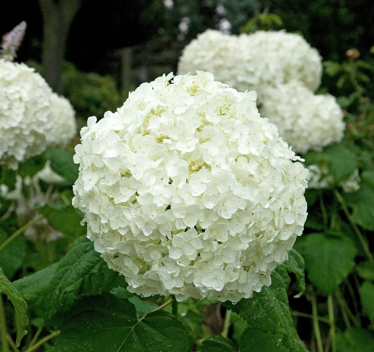 White Hydrangea Flower Seeds for Planting and Garden Growing
