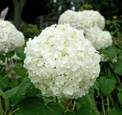 White Hydrangea Flower Seeds for Planting and Garden Growing