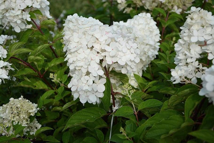 White Hydrangea Flower Seeds for Planting and Garden Growing