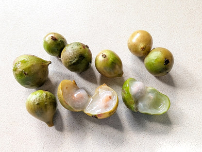 White jaboticaba fruit growing on a tropical evergreen tree with glossy green leaves, pale green fruits, and distinctive bark.