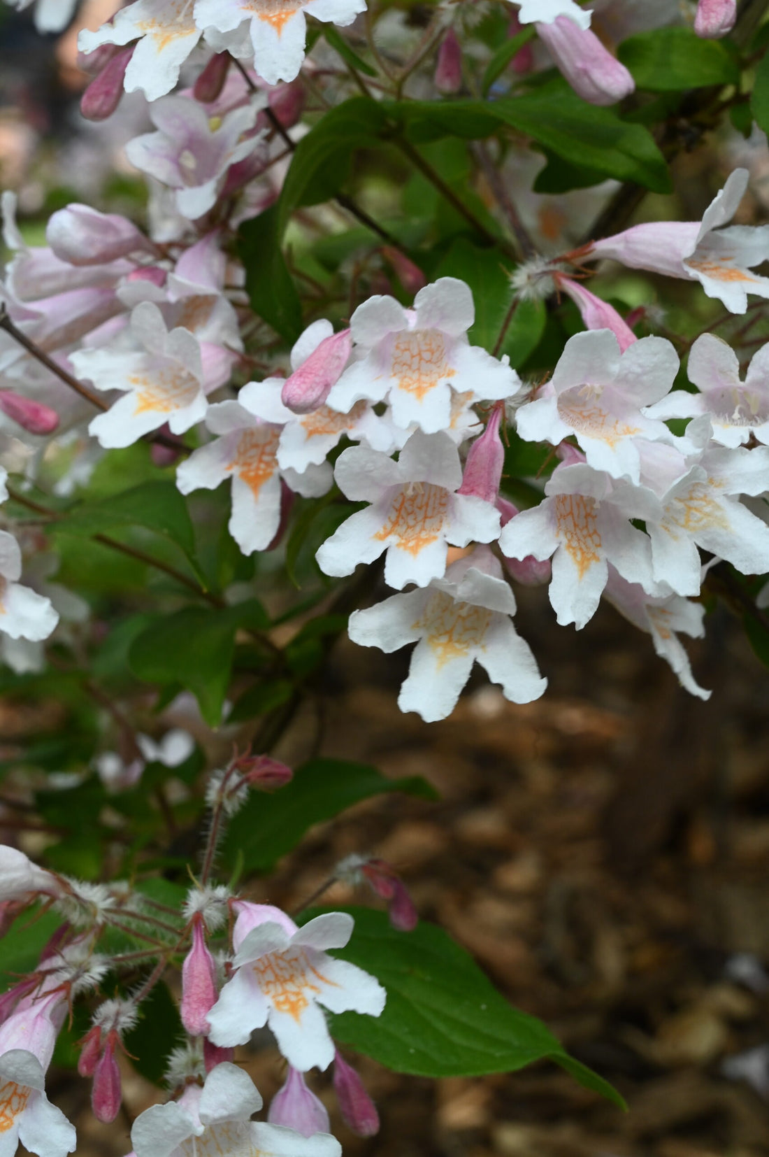 Kolkwitzia Shrub with White Bell Shaped Flowers
