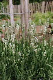 White Lavender Flowers with Silvery Green Foliage