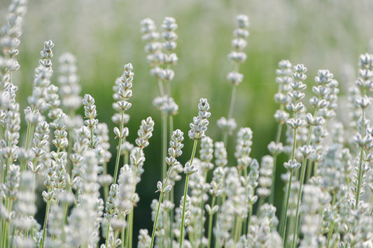 White Lavender Flower Seeds for Planting – Heirloom Non-GMO Garden Seeds