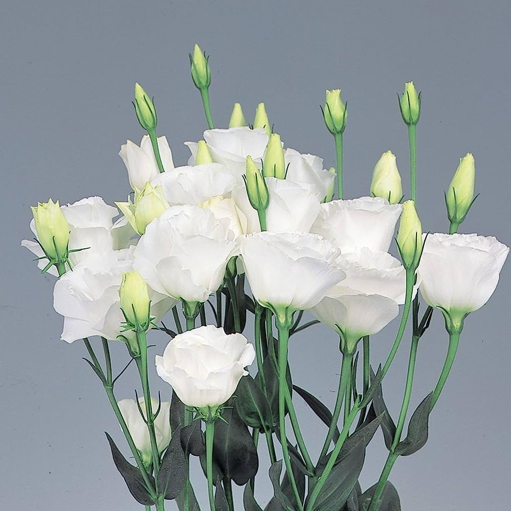 White Lisianthus flower seeds