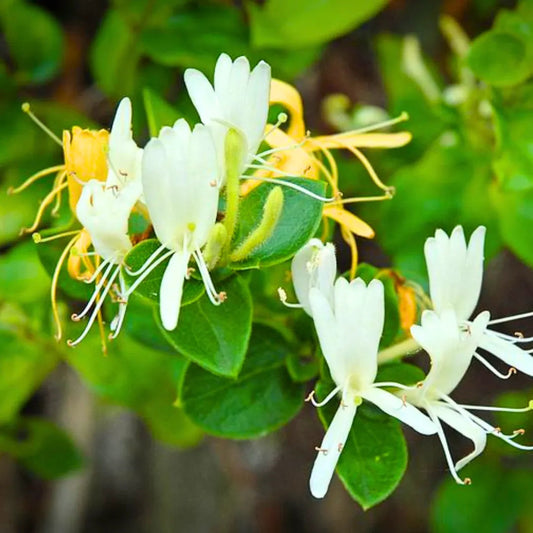 White Lonicera flower seeds
