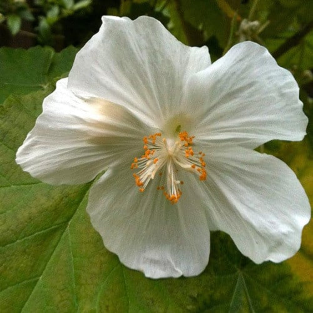 White Abutilon flower seeds