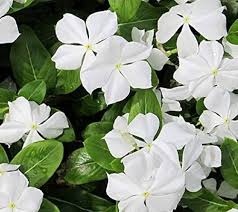 White Vinca Flowers Growing in Cottage Garden