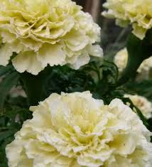 White Marigold Flowers Blooming in a Garden