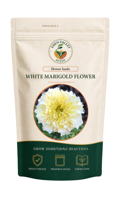 White Marigold flowers blooming in a garden