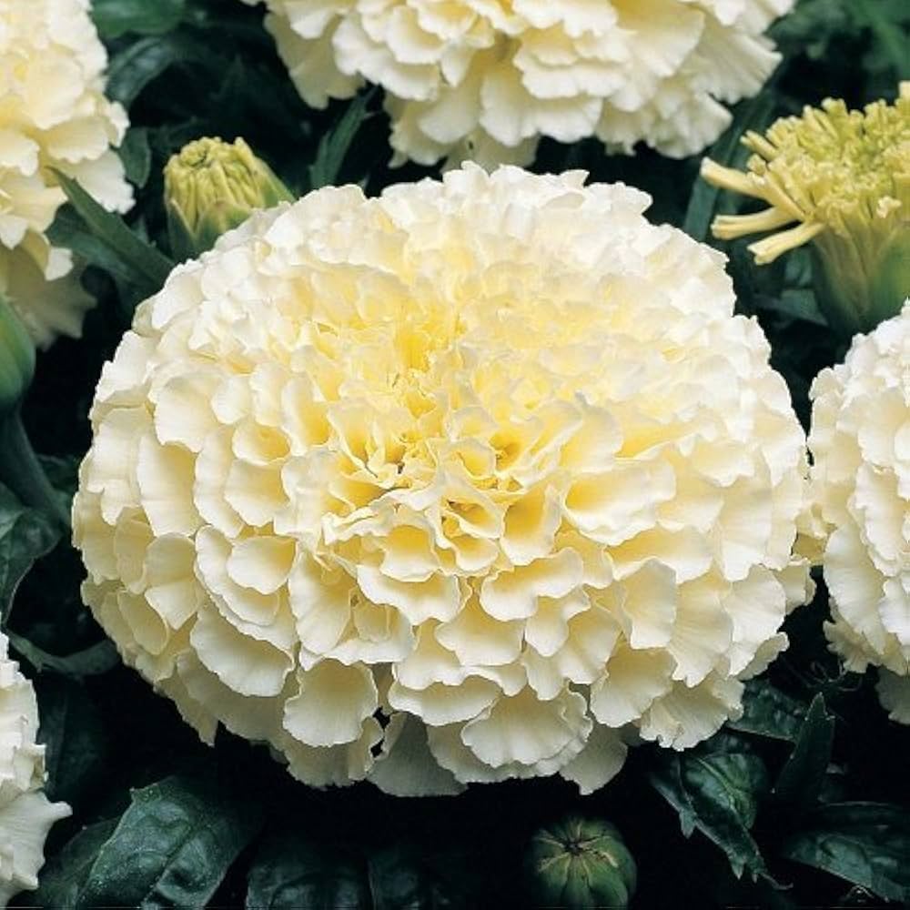 White Marigold flower seeds