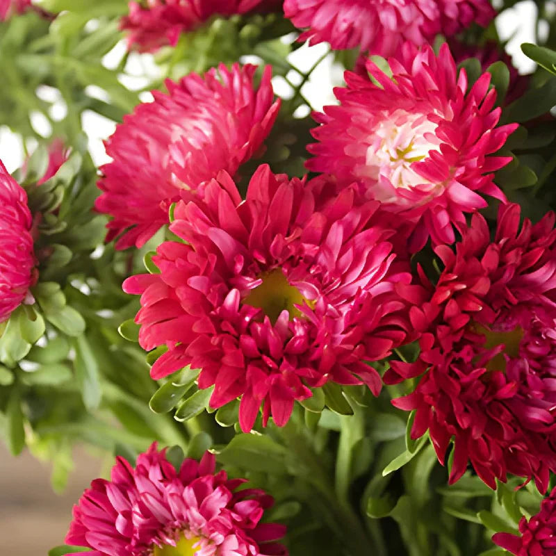 White Maroon flower seeds
