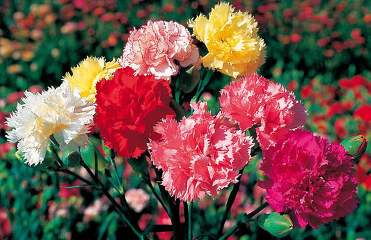White Maroon flower seeds