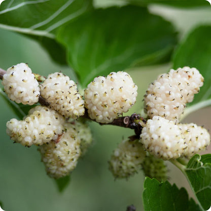 white mulberry seeds