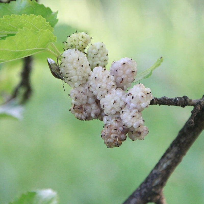 white mulberry seeds