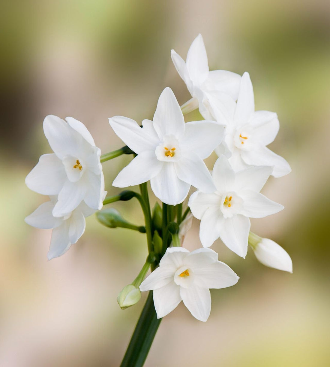 White Narcissus flower seeds