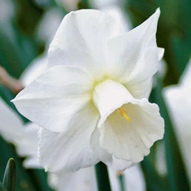White Narcissus flower seeds