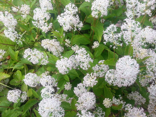 White New Jersey Tea Shrub Seeds for Planting – Heirloom Non-GMO Garden Seeds