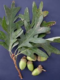 White Oak Tree Seeds for Planting – Heirloom Non-GMO Garden Seeds