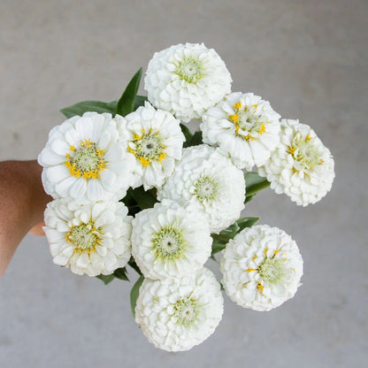 White Oklahoma zinnia flower seeds for planting with elegant white blooms in a sunny garden