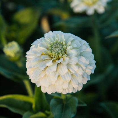 White Oklahoma zinnia flower seeds for planting with elegant white blooms in a sunny garden