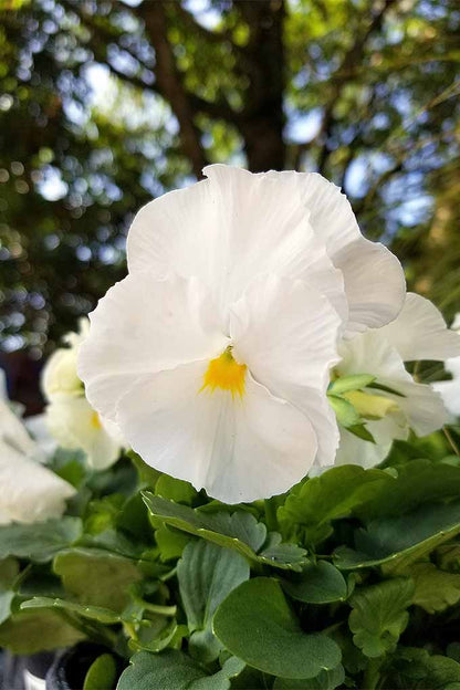 White pansy flowers growing in a garden with lush green foliage