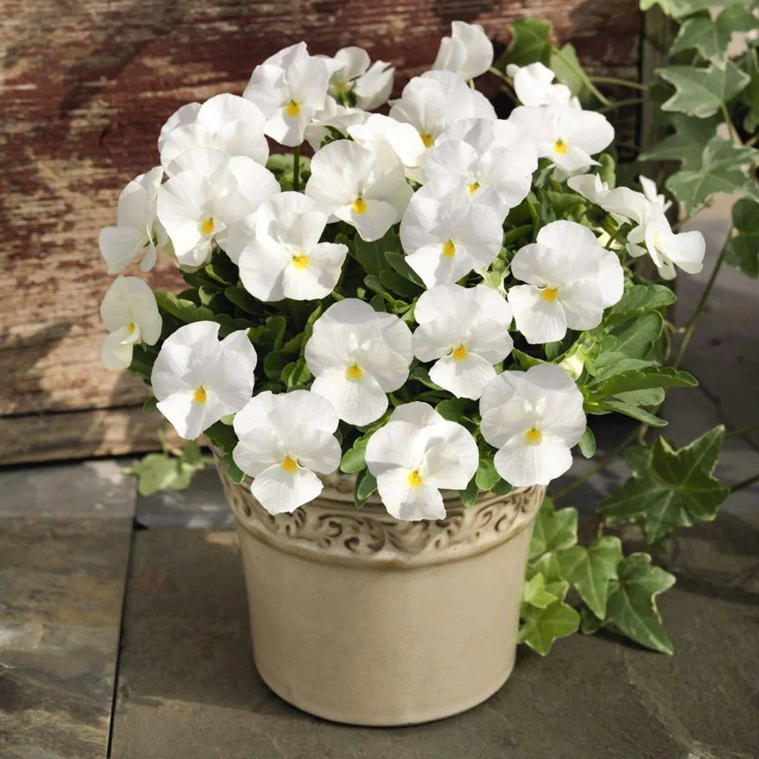 White Pansy flower seeds