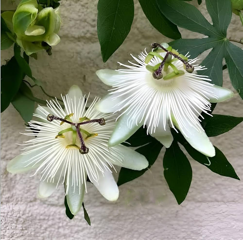 White Passiflora Biflora flower growing on a tropical climbing vine