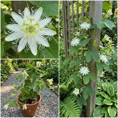 White Passiflora Biflora flower growing on a tropical climbing vine