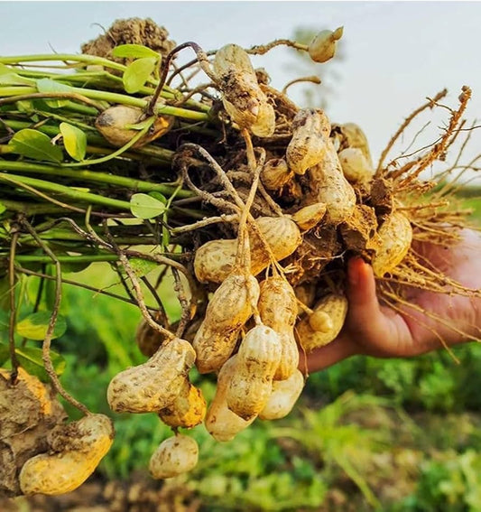 Peanut Seeds