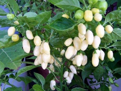 White Pepper Seeds