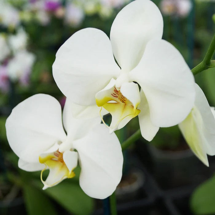White Phalaenopsis flower seeds