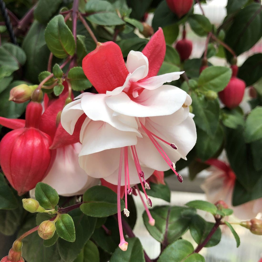White Pink flower seeds