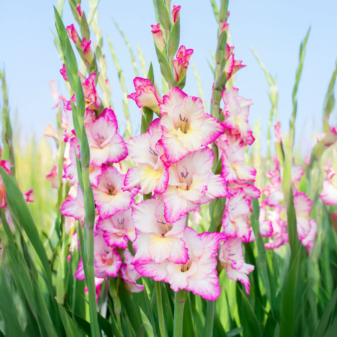 White Pink flower seeds