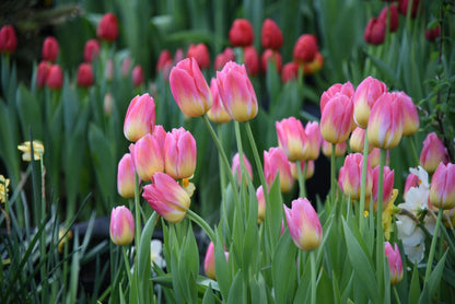 White Pink flower seeds