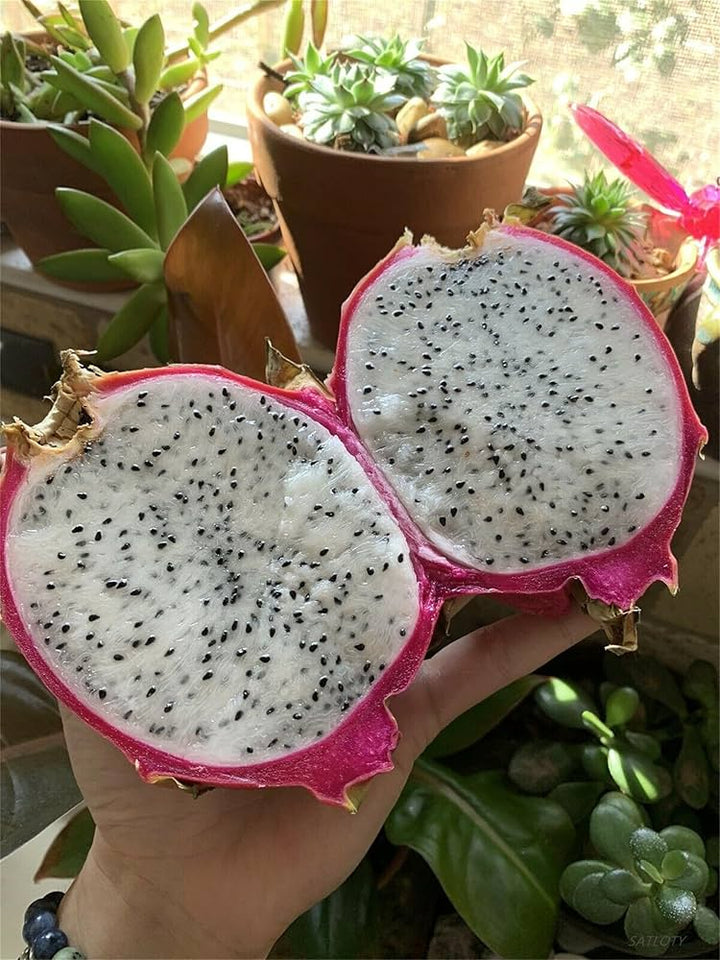 white dragon fruit seeds
