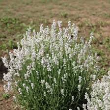 White Provence Lavender Flowers Blooming in Sunny Garden