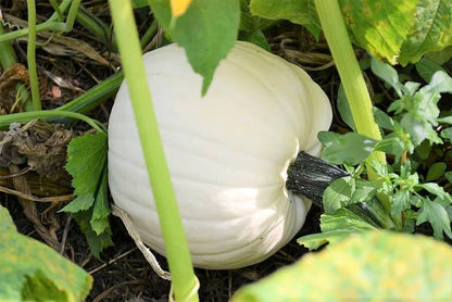 White Pumpkin Seeds for Planting – Heirloom Non-GMO Garden Seeds