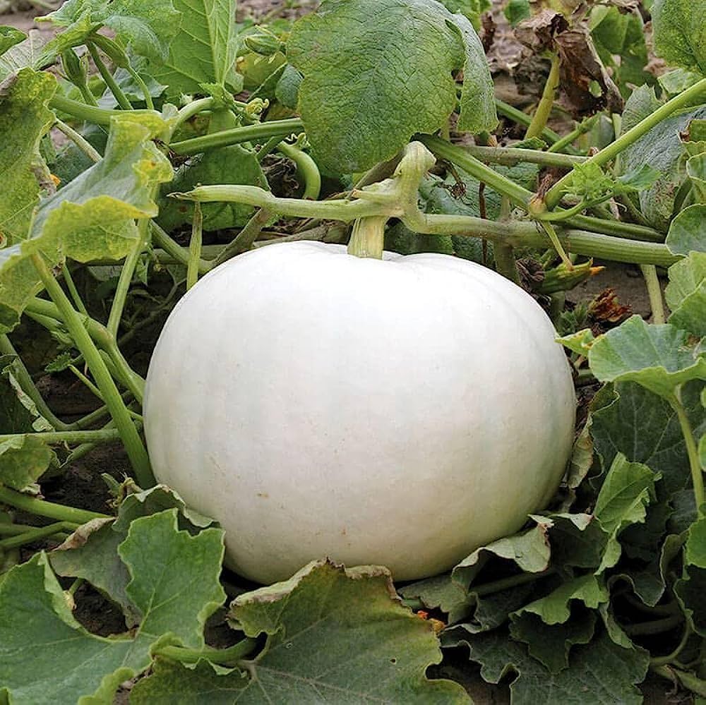 White Pumpkin Seeds