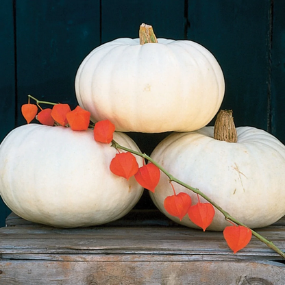 Valencia White Pumpkin Seeds for Planting – Heirloom Non-GMO Garden Seeds