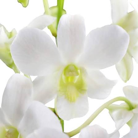 White Purple Phalaenopsis Orchid Flower Seeds for Planting