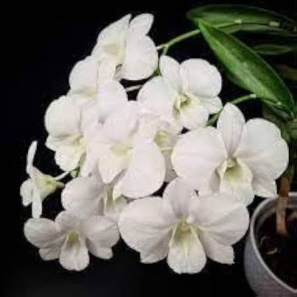 White Purple Phalaenopsis Orchid Flower Seeds for Planting