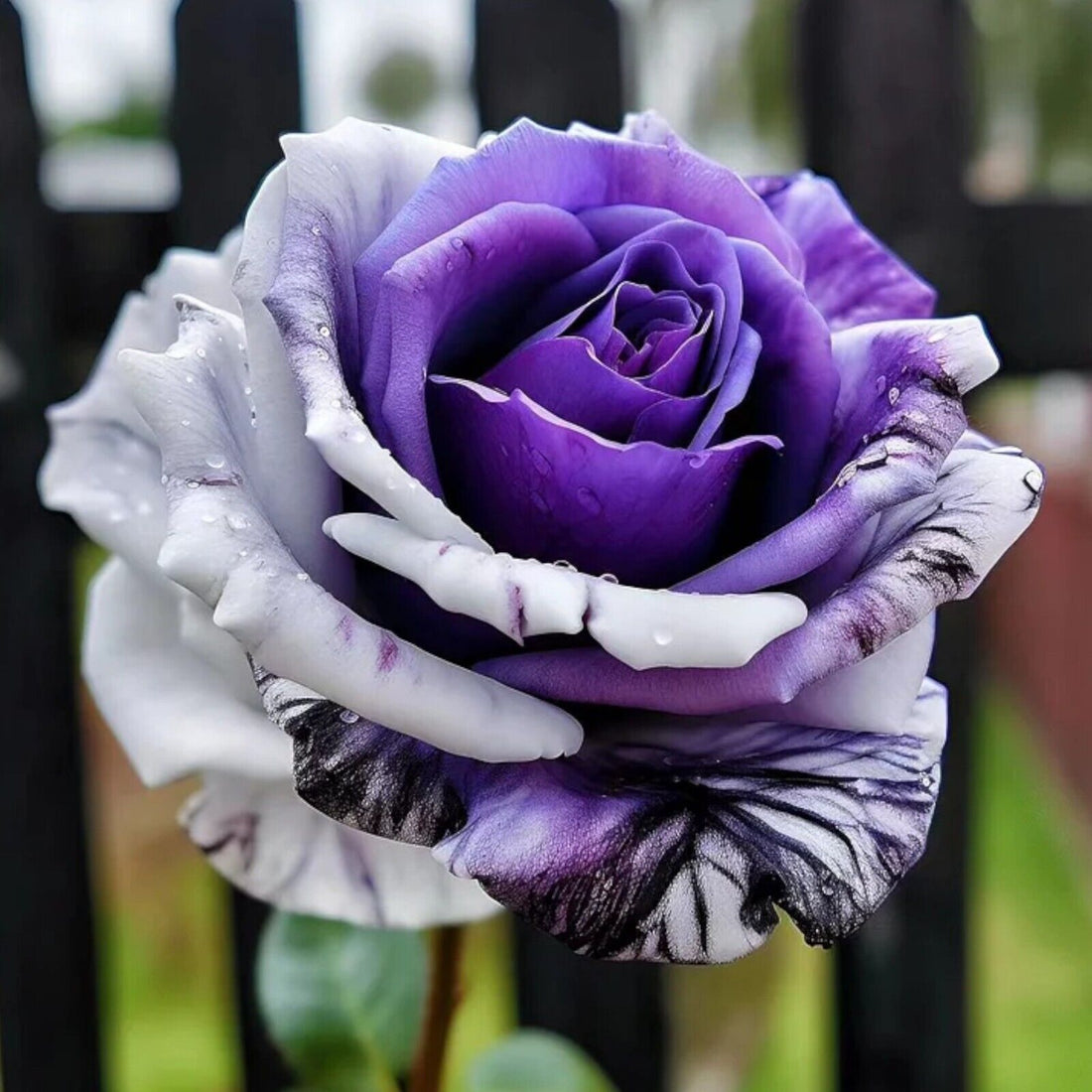 White Purple flower seeds
