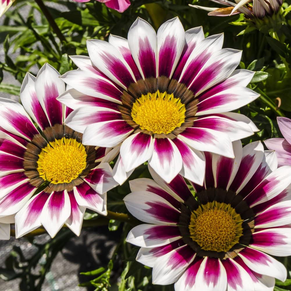 White Red flower seeds