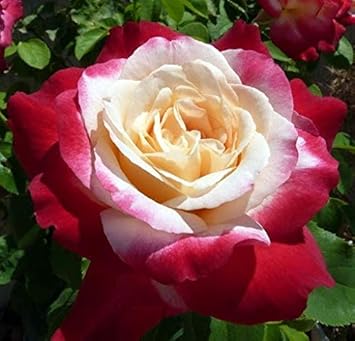 White Red flower seeds