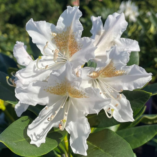 White Rhododendron flower seeds