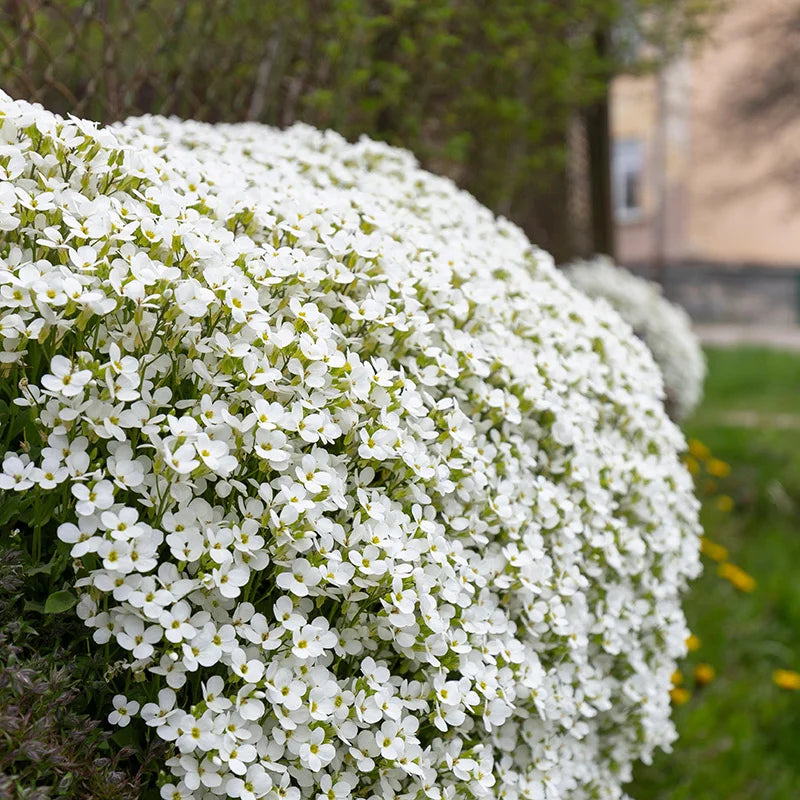 White Rock flower seeds